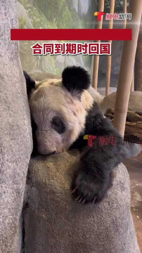 yy国宝最新爆料消息,最新爆料背后的惊人真相 第2张 yy国宝最新爆料消息,最新爆料背后的惊人真相 第2张